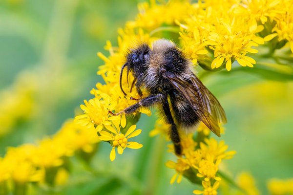 How to Establish a Bee-Friendly Environment in Your UK Garden?