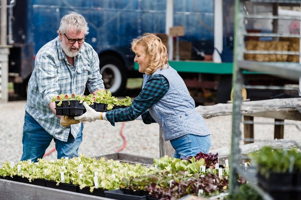 What Are the Most Effective Organic Fertilizers for UK Vegetable Gardens?